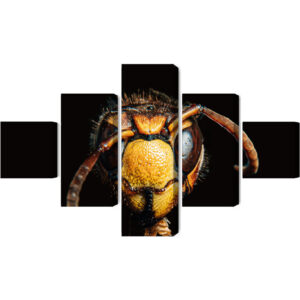 Mehrteiliges Bild Hornisse Im Makromaßstab