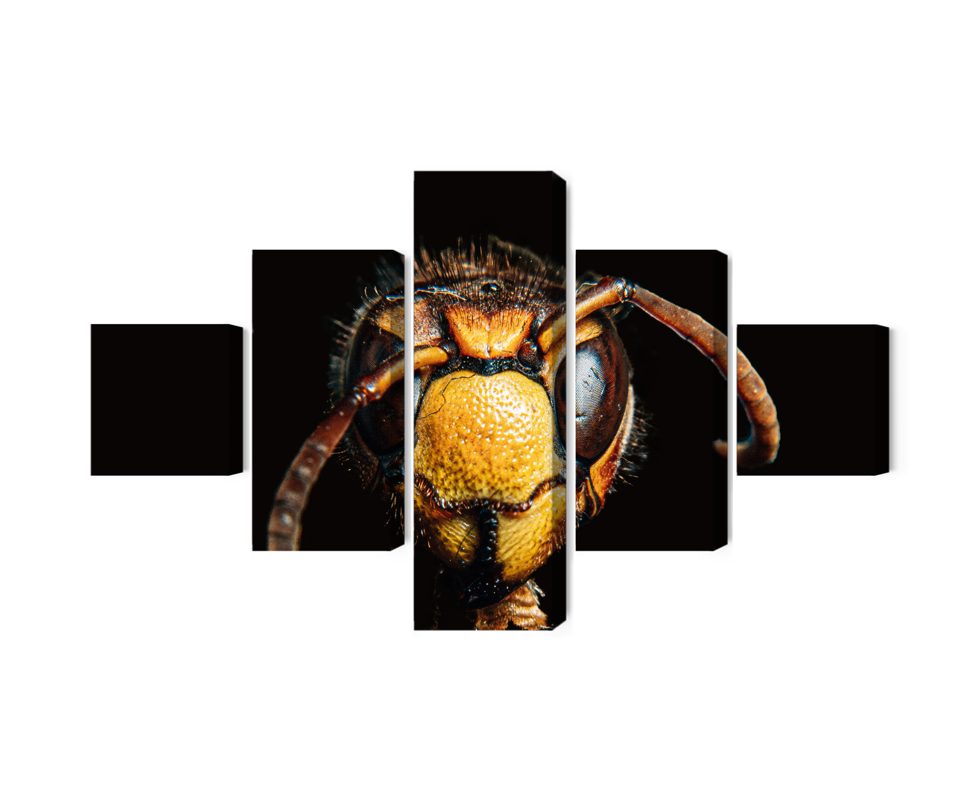 Mehrteiliges Bild Hornisse Im Makromaßstab