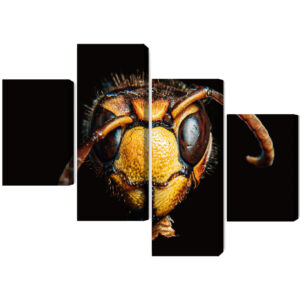 Mehrteiliges Bild Hornisse Im Makromaßstab