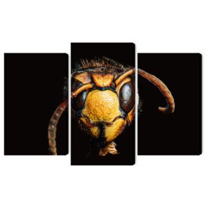 Mehrteiliges Bild Hornisse Im Makromaßstab