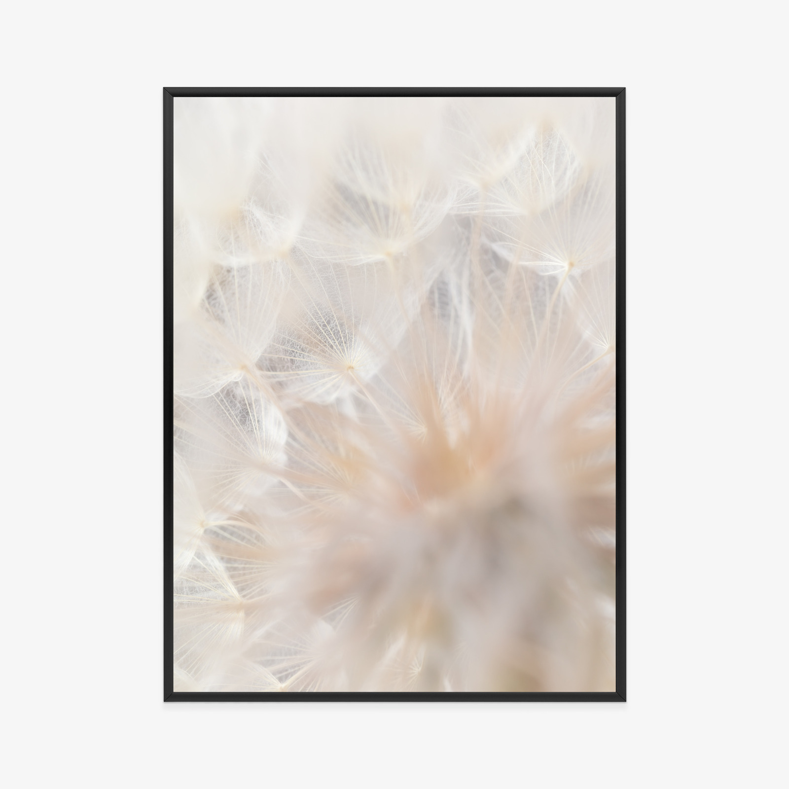 Poster Beiger Löwenzahn Aus Nächster Nähe Rahmen Aluminium Farbe Schwarz