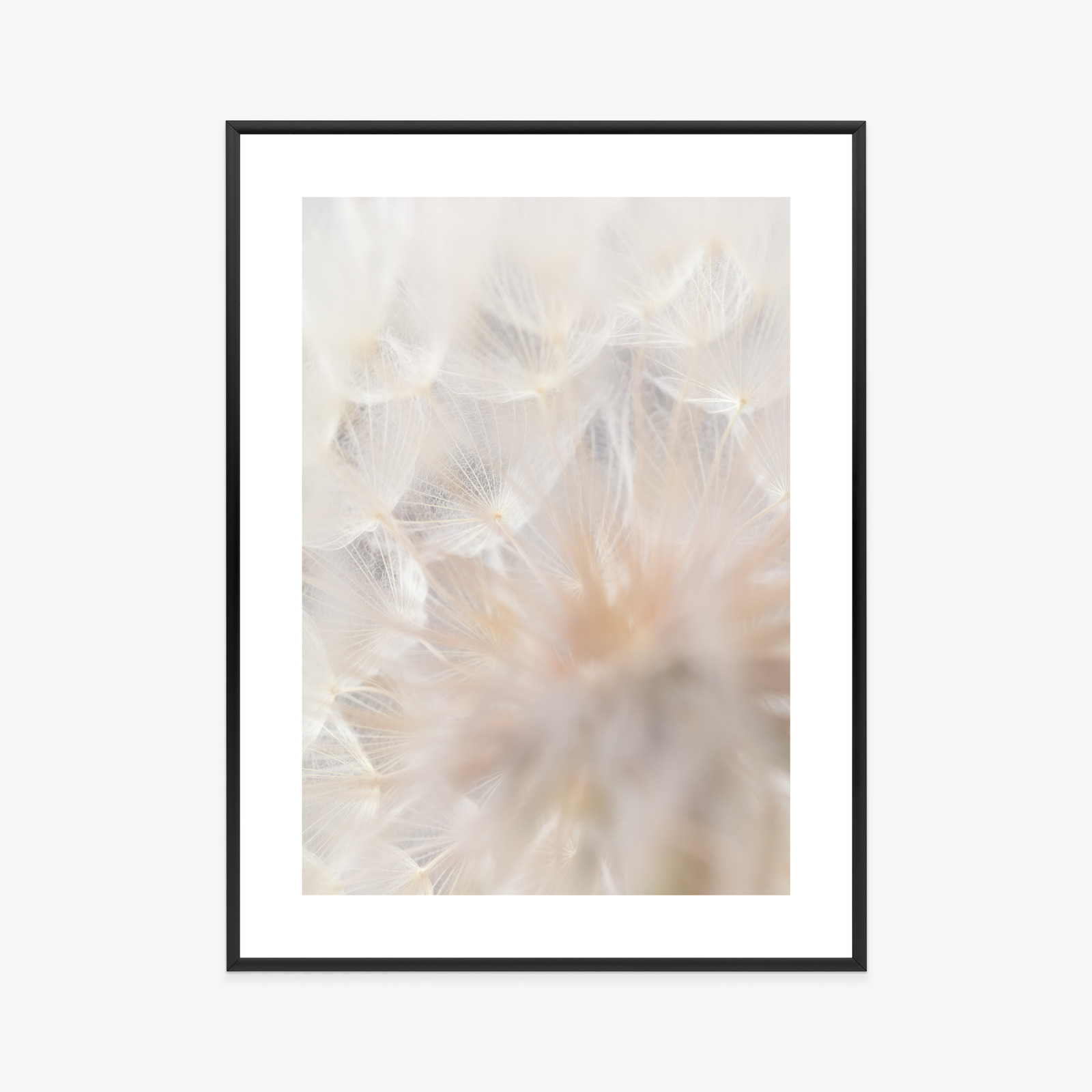 Poster Beiger Löwenzahn Aus Nächster Nähe Rahmen Aluminium Farbe Schwarz – Bild 5