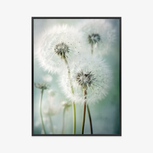 Poster Zarte Wilde Löwenzahnblüten Rahmen Aluminium Farbe Schwarz