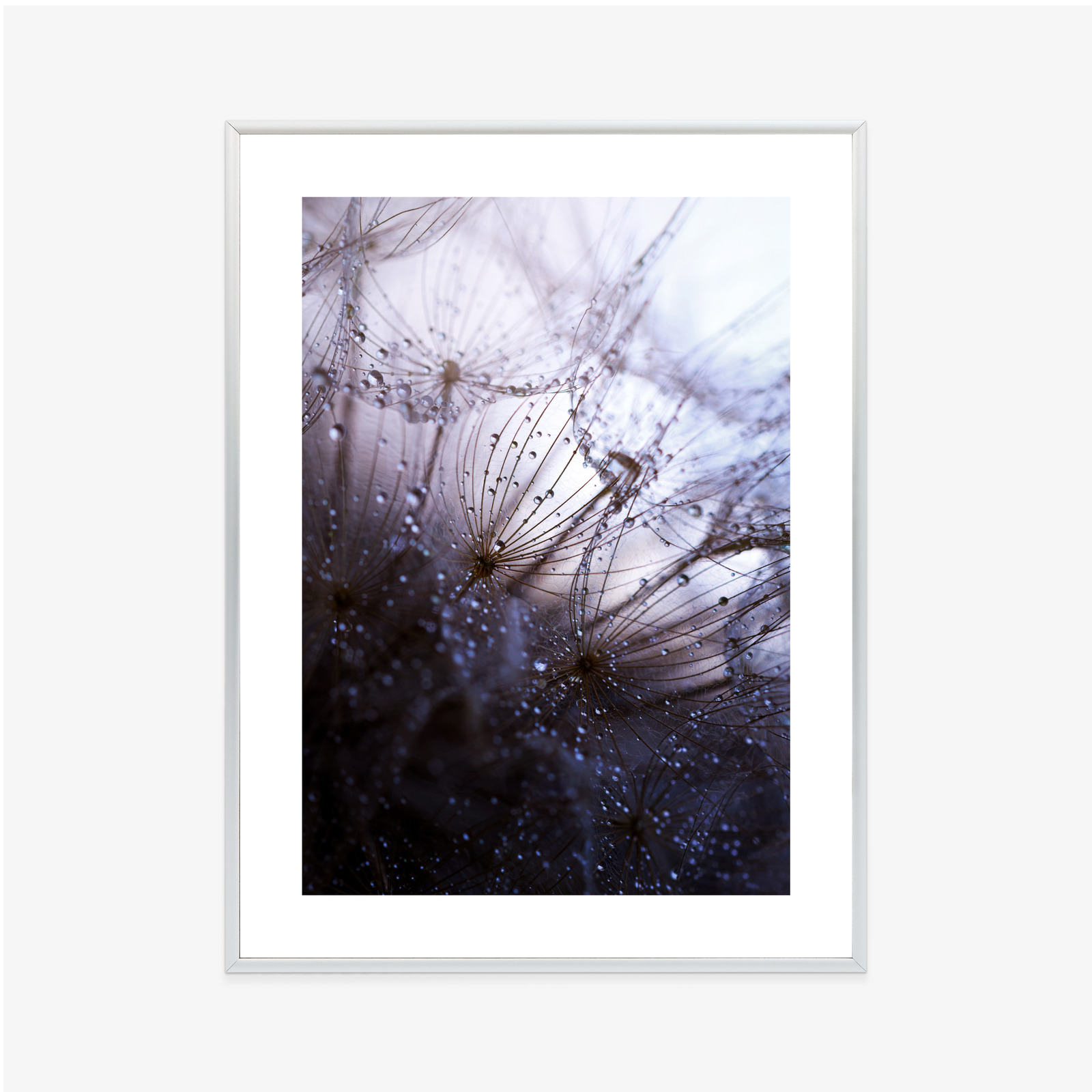 Poster Nasser Löwenzahn Rahmen Aluminium Farbe Schwarz – Bild 6