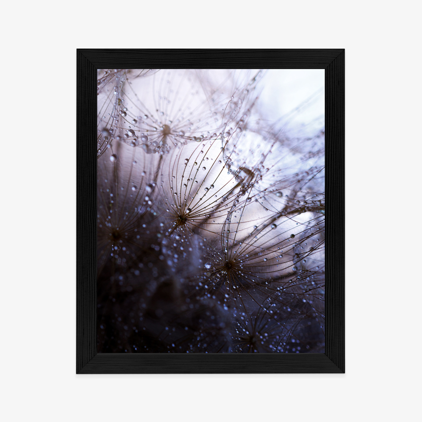 Poster Nasser Löwenzahn Rahmen Aluminium Farbe Schwarz – Bild 8