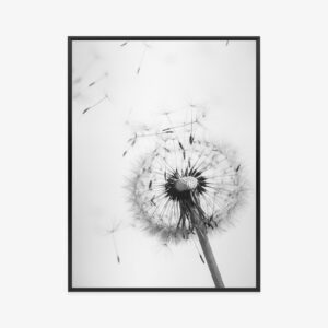 Poster Löwenzahn Und Seine Samen Rahmen Aluminium Farbe Schwarz