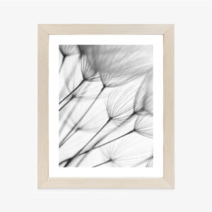 Poster Schwarzer Und Weißer Löwenzahn Rahmen Holz Mit Passepartout Farbe Natürlich