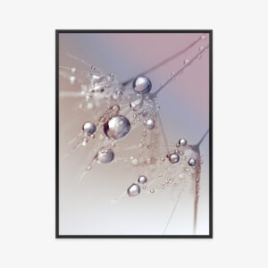 Poster Tau Auf Einem Rosa Löwenzahn Rahmen Aluminium Farbe Schwarz