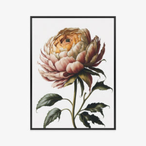 Poster Schöne Pfingstrose Auf Hellem Hintergrund Rahmen Aluminium Farbe Schwarz