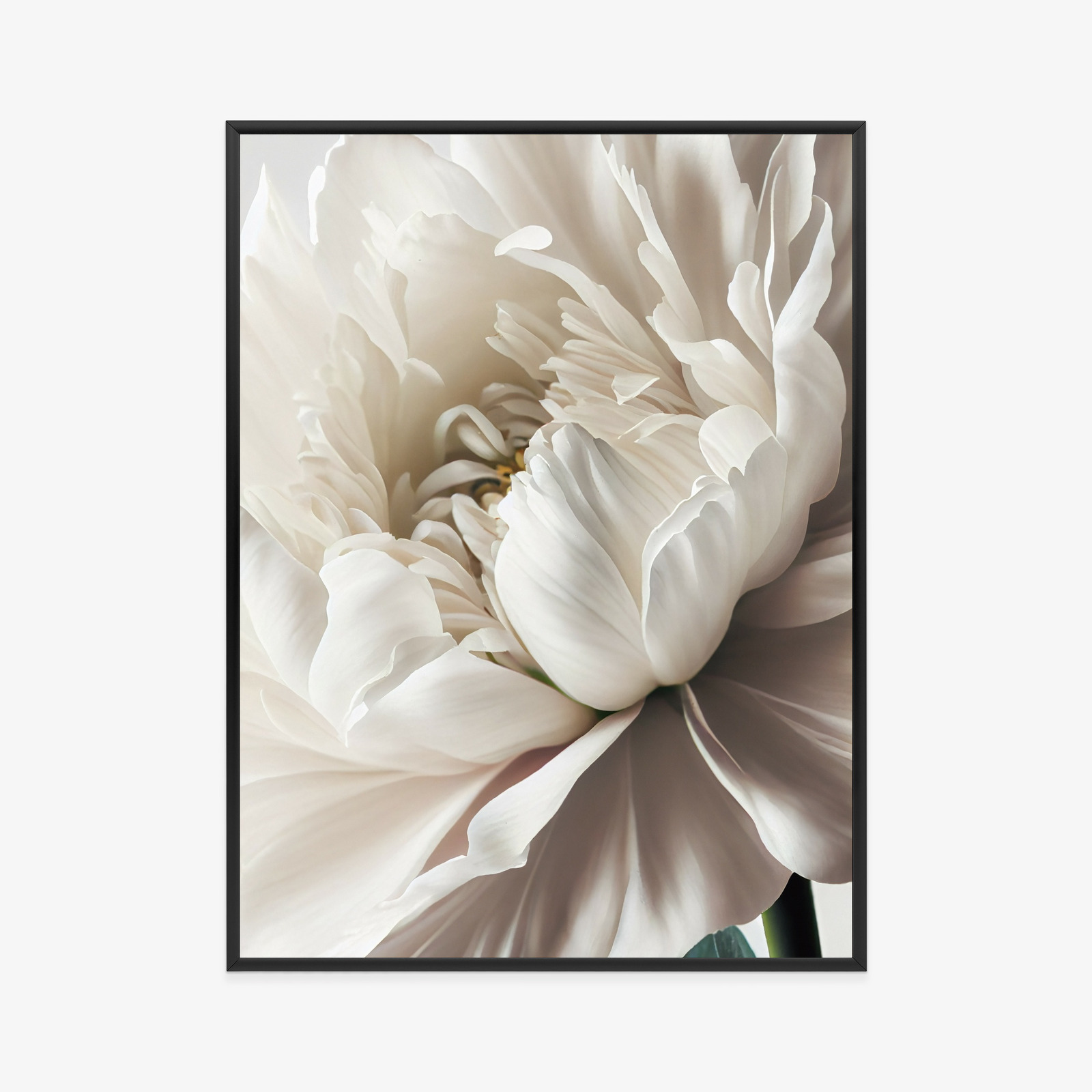 Poster Nahaufnahme Der Weißen Pfingstrose Rahmen Holz Mit Passepartout Farbe Natürlich – Bild 11