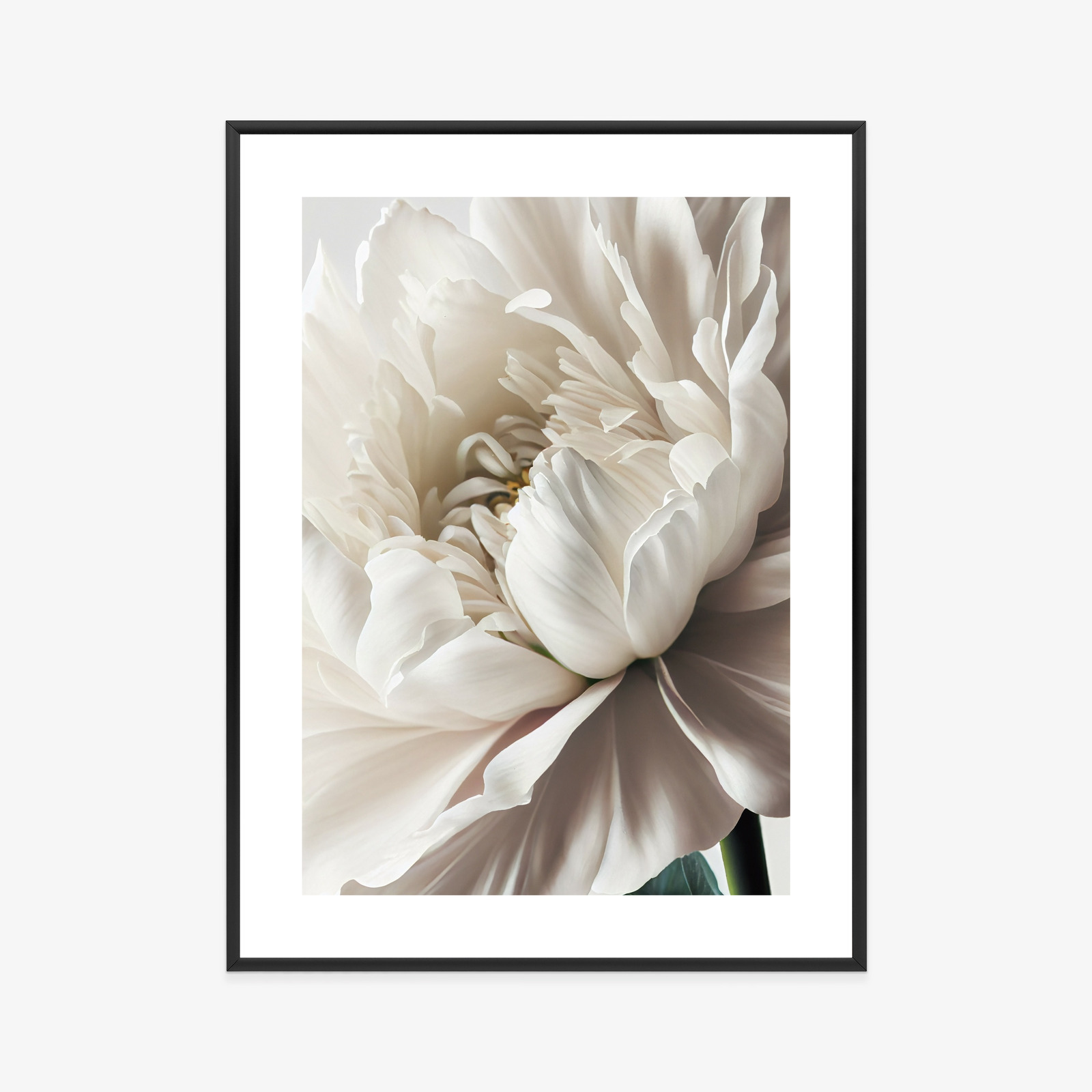 Poster Nahaufnahme Der Weißen Pfingstrose Rahmen Holz Mit Passepartout Farbe Natürlich – Bild 9