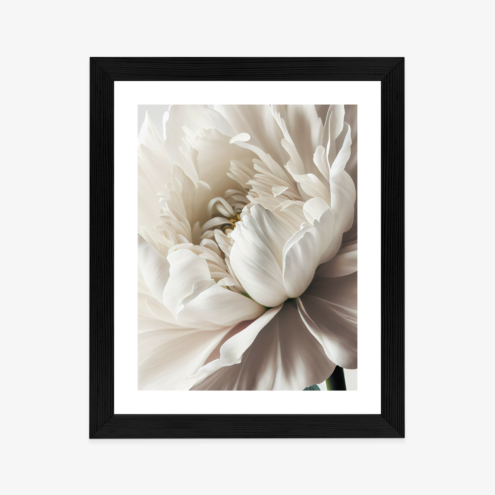 Poster Nahaufnahme Der Weißen Pfingstrose Rahmen Holz Mit Passepartout Farbe Natürlich – Bild 4