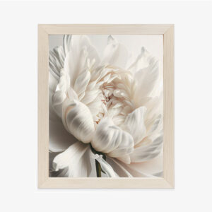 Poster Blühende Weiße Pfingstrose Aus Nächster Nähe Rahmen Hölzern Farbe Natürlich