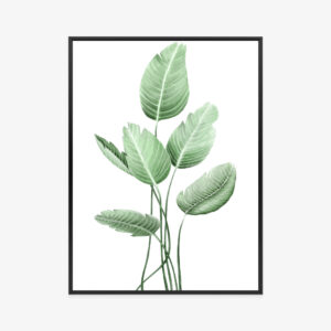 Poster White Strelitzia Rahmen Aluminium Farbe Schwarz