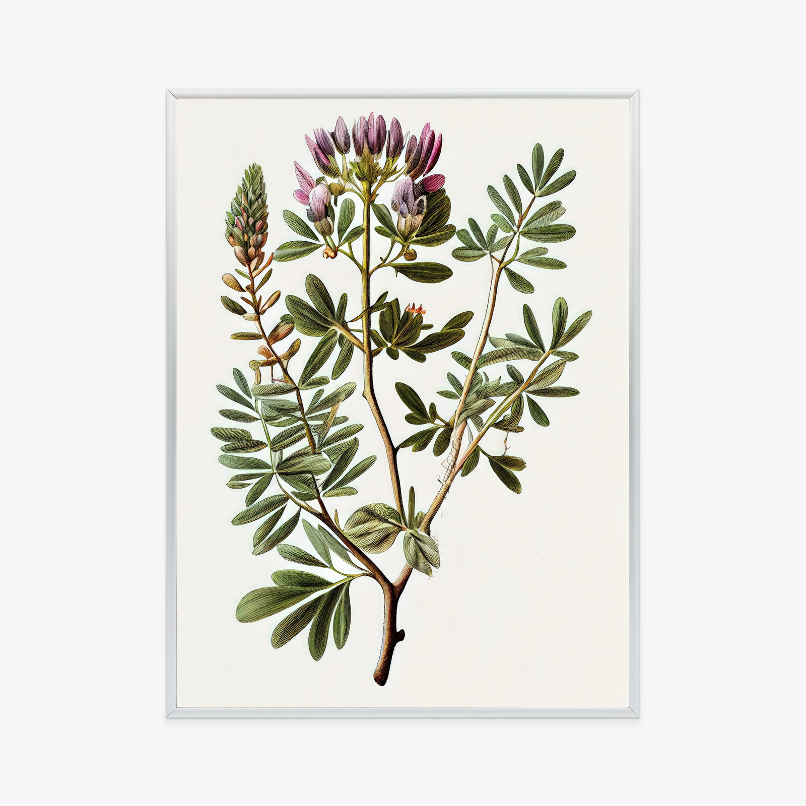 Poster Astragalus Mit Lila Blüten Rahmen Holz Mit Passepartout Farbe Natürlich – Bild 10