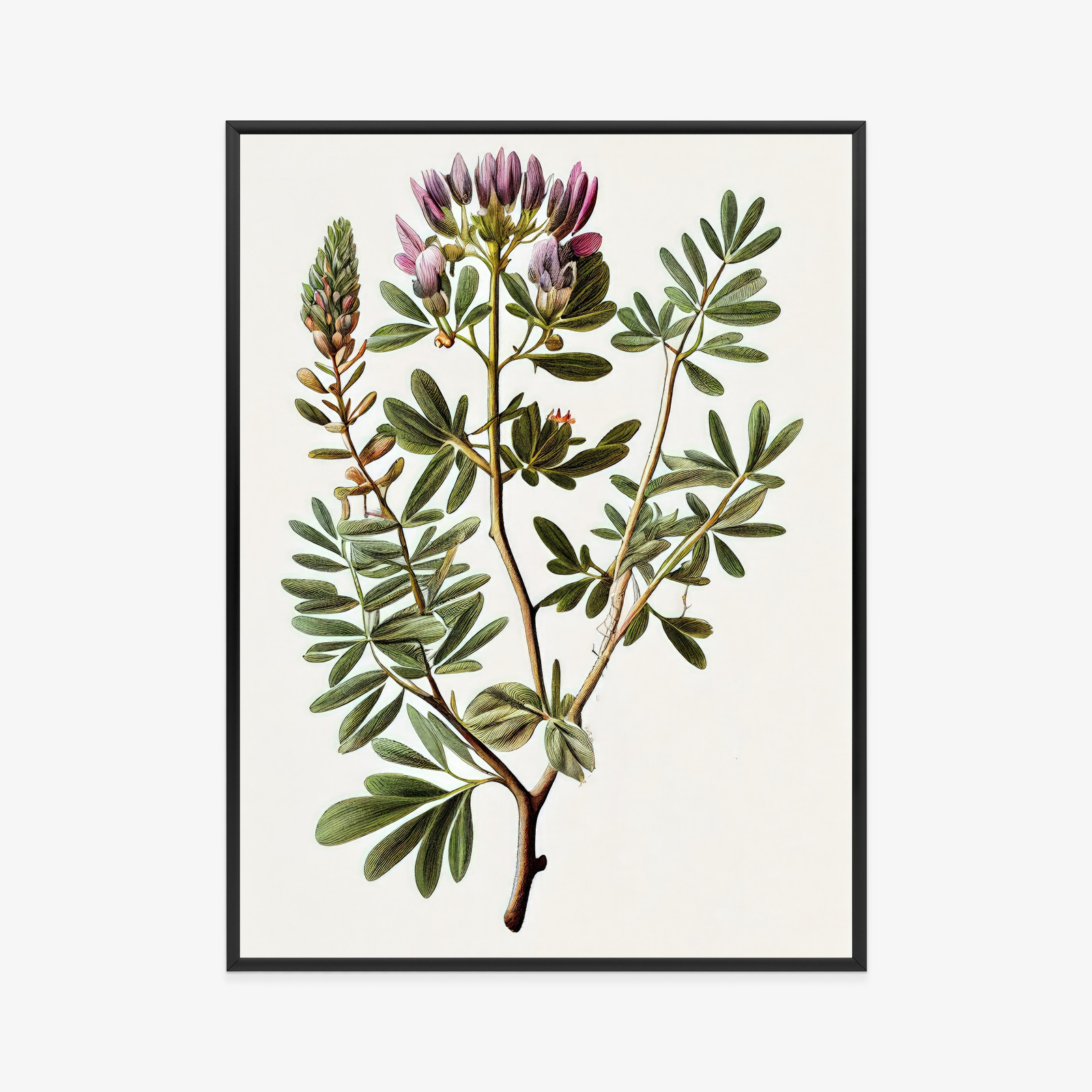 Poster Astragalus Mit Lila Blüten Rahmen Holz Mit Passepartout Farbe Natürlich – Bild 11