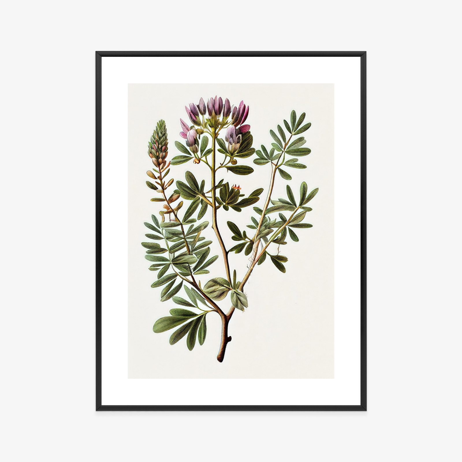 Poster Astragalus Mit Lila Blüten Rahmen Holz Mit Passepartout Farbe Natürlich – Bild 9