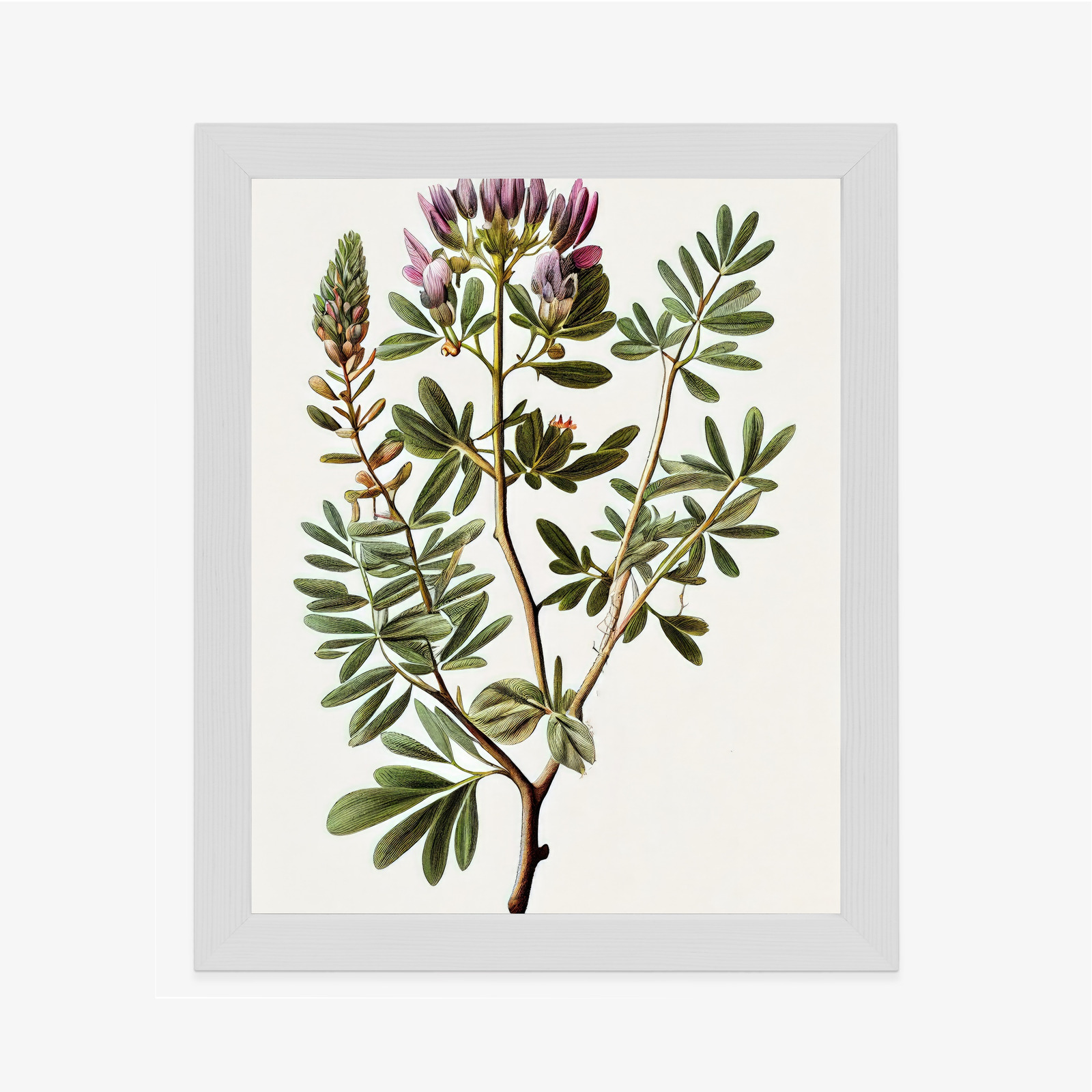 Poster Astragalus Mit Lila Blüten Rahmen Holz Mit Passepartout Farbe Natürlich – Bild 7