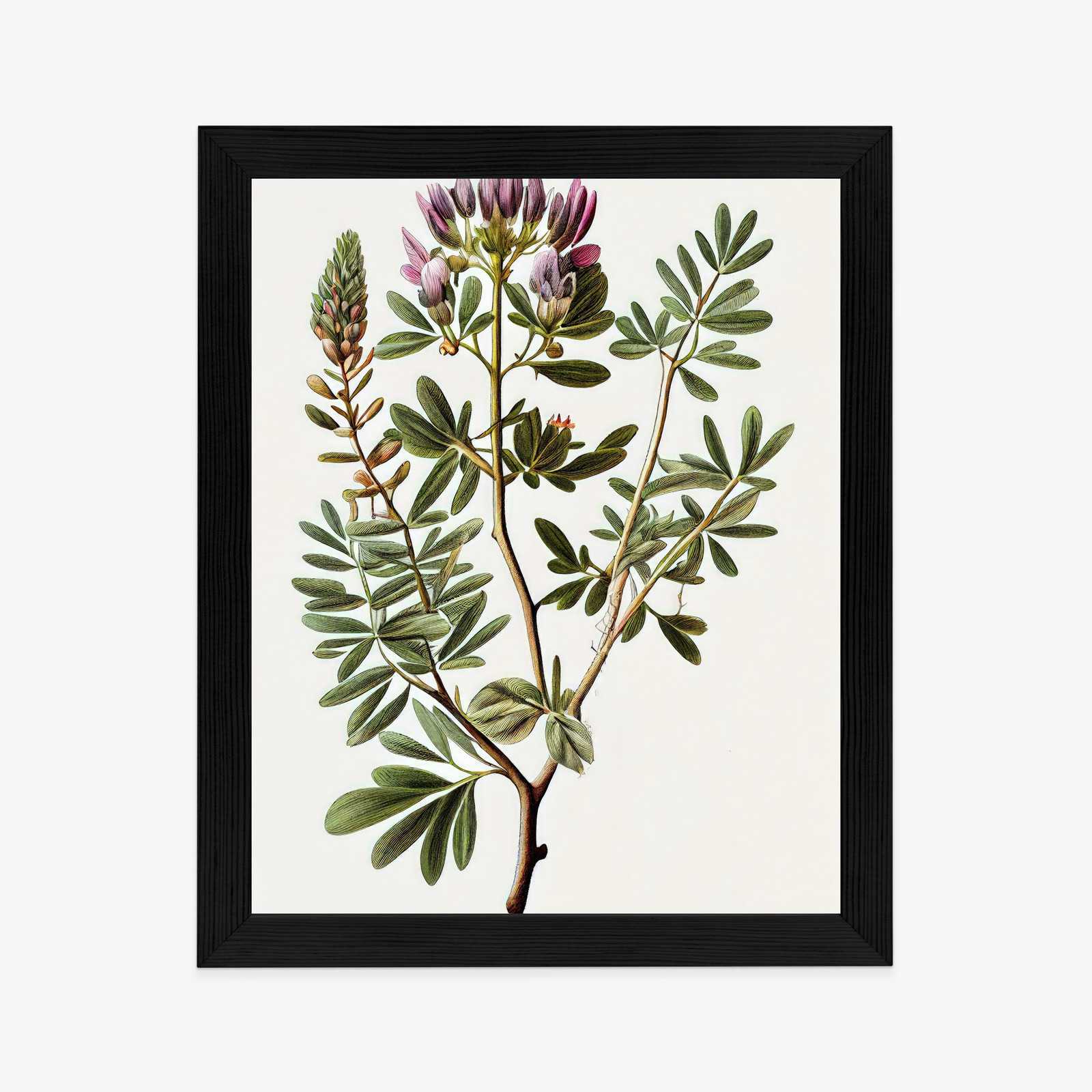 Poster Astragalus Mit Lila Blüten Rahmen Holz Mit Passepartout Farbe Natürlich – Bild 6