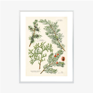 Poster Bilder Alter Botanischer Pflanzen Rahmen Aluminium Mit Passepartout Farbe Silber