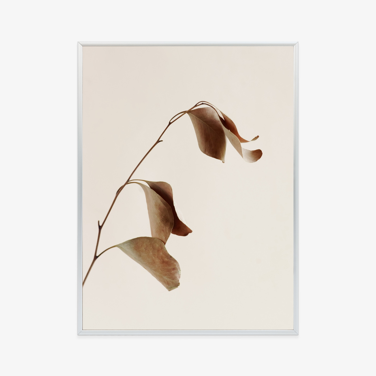 Poster Beiger Trockener Eukalyptus Rahmen Holz Mit Passepartout Farbe Natürlich – Bild 10