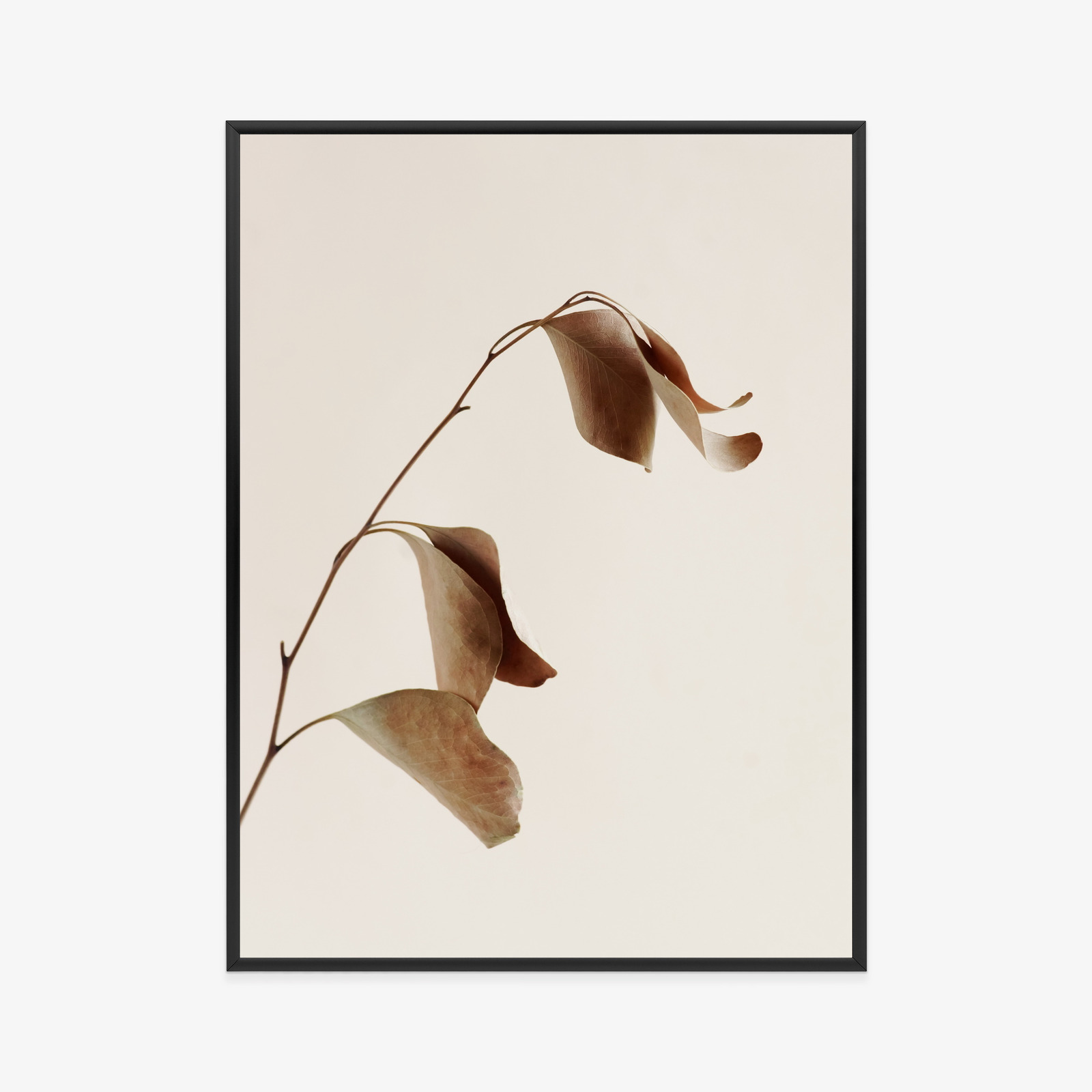 Poster Beiger Trockener Eukalyptus Rahmen Holz Mit Passepartout Farbe Natürlich – Bild 11