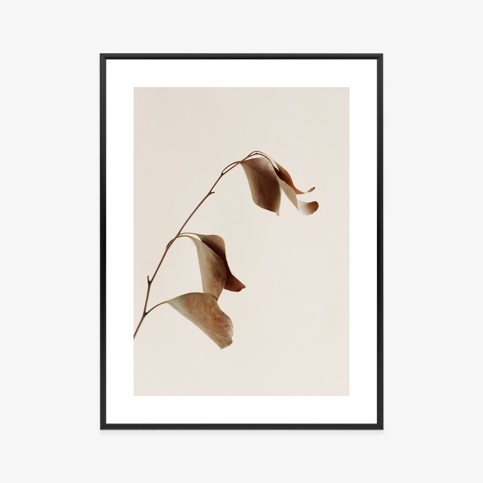 Poster Beiger Trockener Eukalyptus Rahmen Holz Mit Passepartout Farbe Natürlich – Bild 9