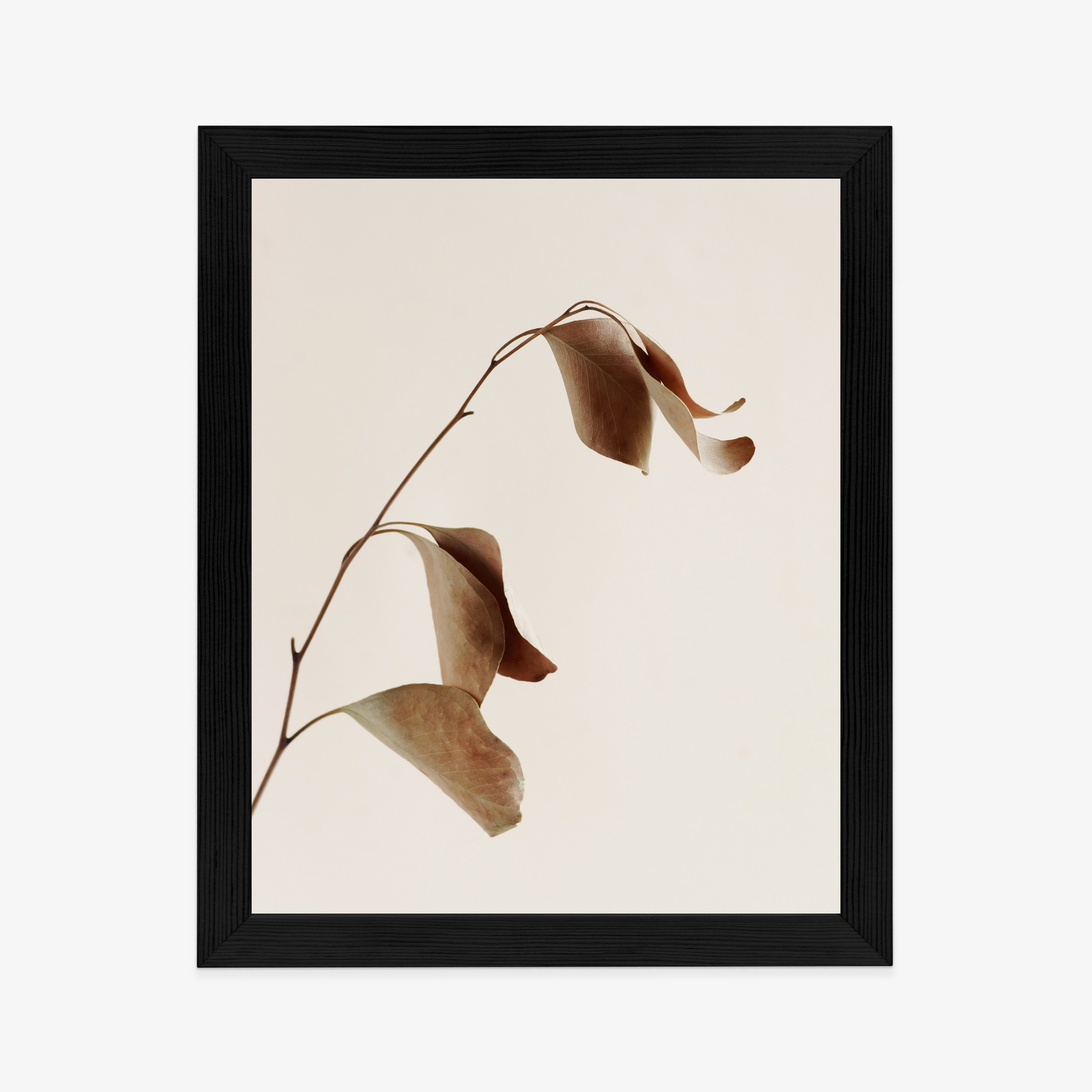 Poster Beiger Trockener Eukalyptus Rahmen Holz Mit Passepartout Farbe Natürlich – Bild 6