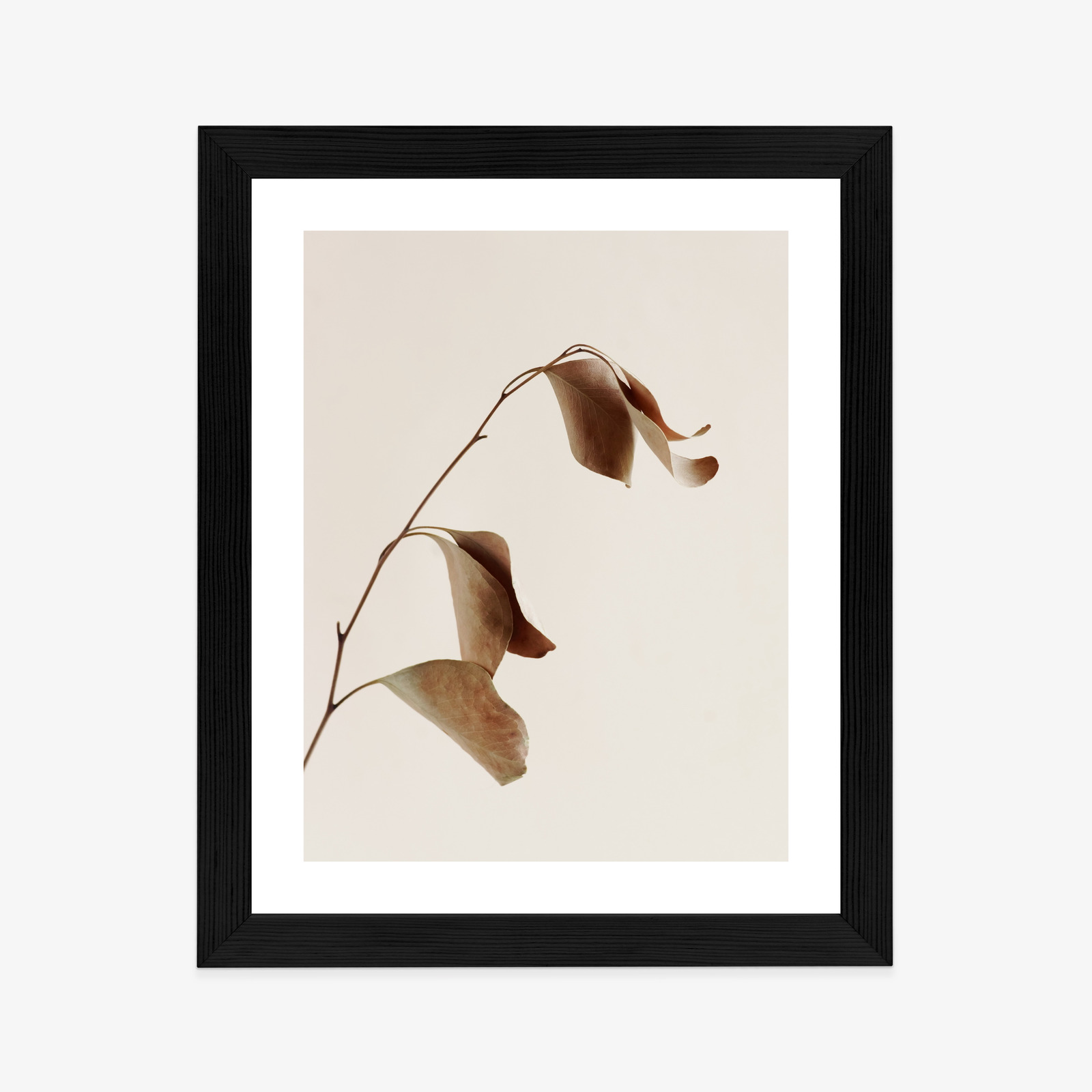 Poster Beiger Trockener Eukalyptus Rahmen Holz Mit Passepartout Farbe Natürlich – Bild 4