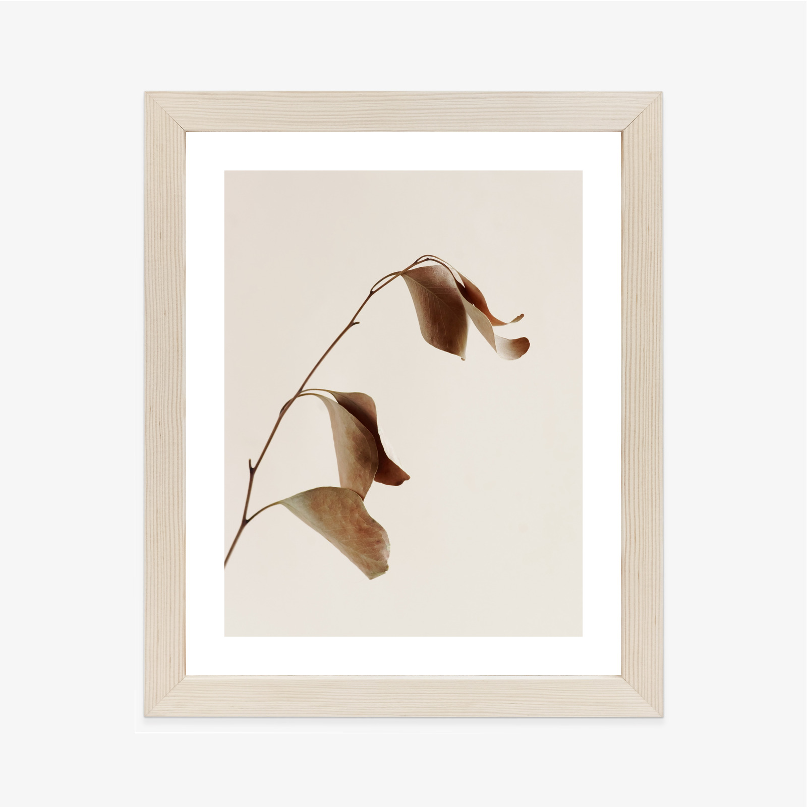 Poster Beiger Trockener Eukalyptus Rahmen Holz Mit Passepartout Farbe Natürlich