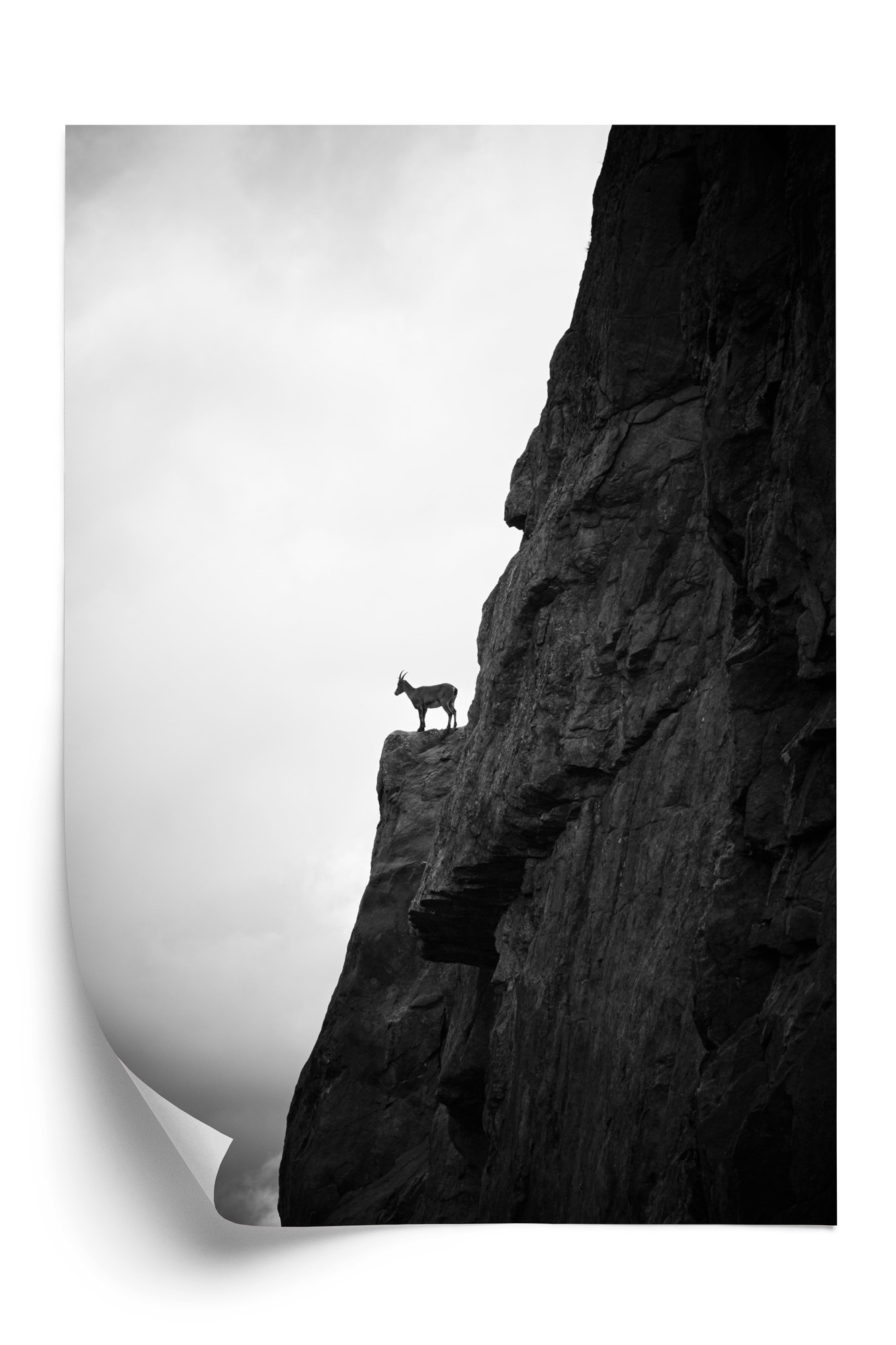 Poster Bergziege Auf Felsen, Schwarz-Weiße Landschaft