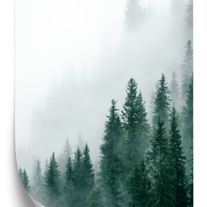 Poster Dichter Nebel Steigt Über Dem Kiefernwald Auf