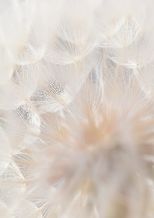 Poster Beiger Löwenzahn Aus Nächster Nähe Rahmen Aluminium Farbe Schwarz – Bild 4