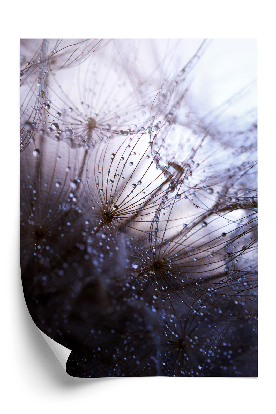 Poster Nasser Löwenzahn Rahmen Aluminium Farbe Schwarz – Bild 3