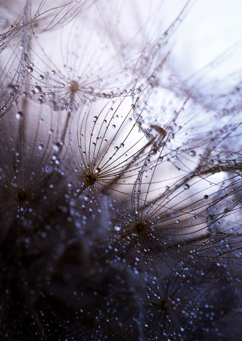 Poster Nasser Löwenzahn Rahmen Aluminium Farbe Schwarz – Bild 4