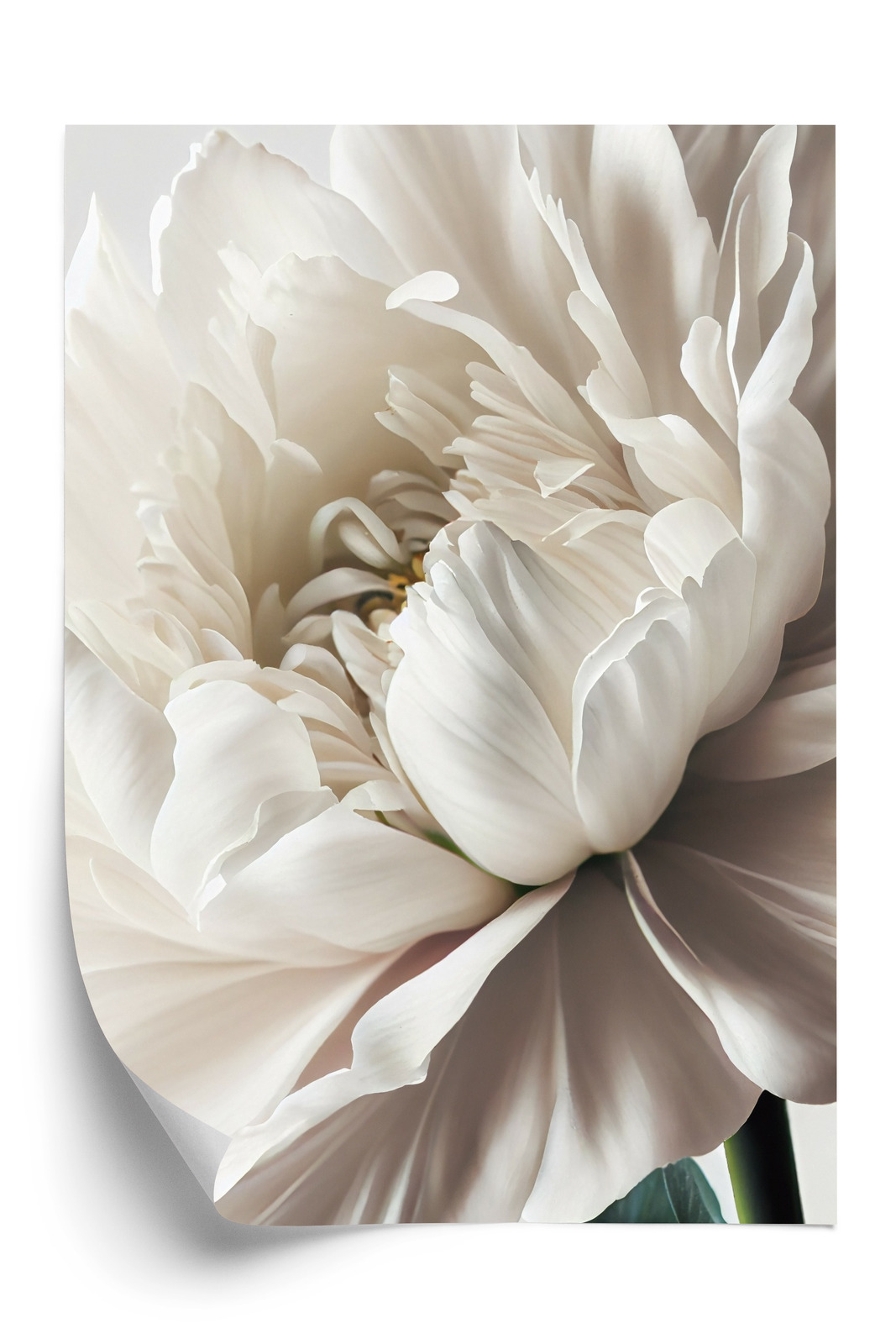 Poster Nahaufnahme Der Weißen Pfingstrose Rahmen Holz Mit Passepartout Farbe Natürlich – Bild 3