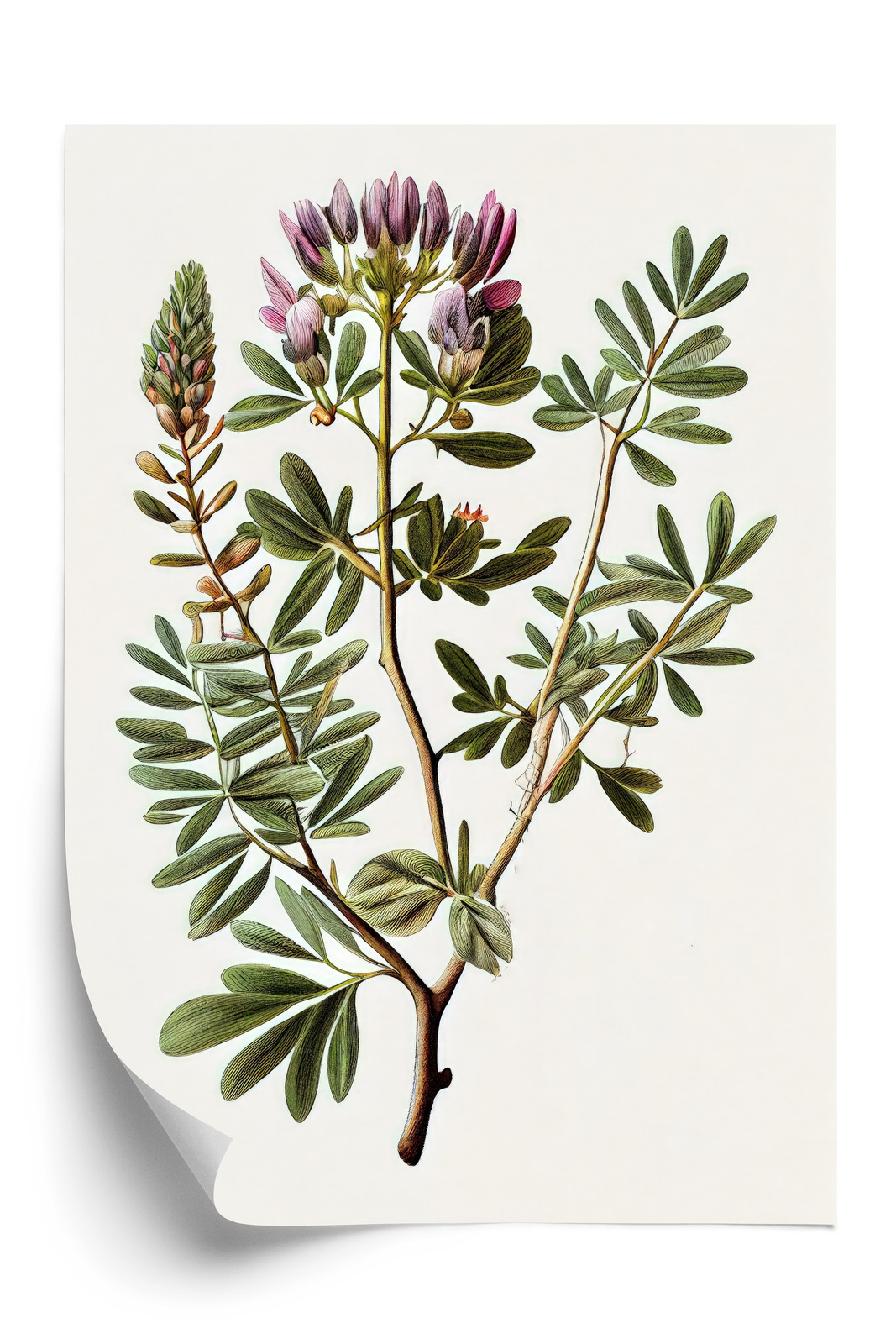 Poster Astragalus Mit Lila Blüten Rahmen Holz Mit Passepartout Farbe Natürlich – Bild 3