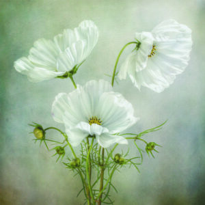 Fototapete Quadratisch Charme Des Kosmos Von Mandy Disher