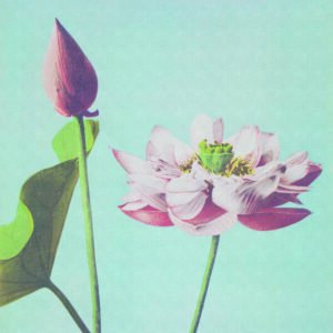 Fototapete Quadratisch Kazumasa Lotus