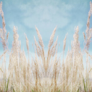 Fototapete Quadratisch Julitage