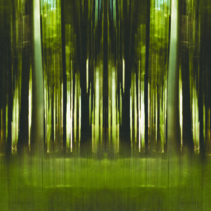 Fototapete Quadratisch Forestiel