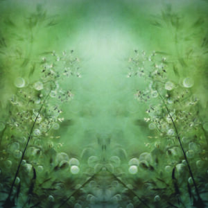 Fototapete Quadratisch Gräser Von Nel Talen