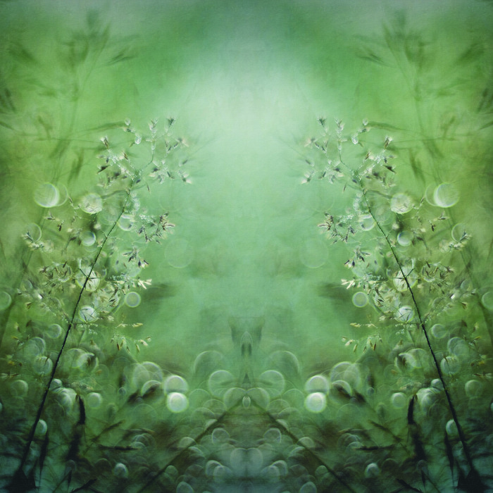 Fototapete Quadratisch Gräser Von Nel Talen