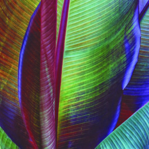 Fototapete Quadratisch Bananenblatt Von François Casanova