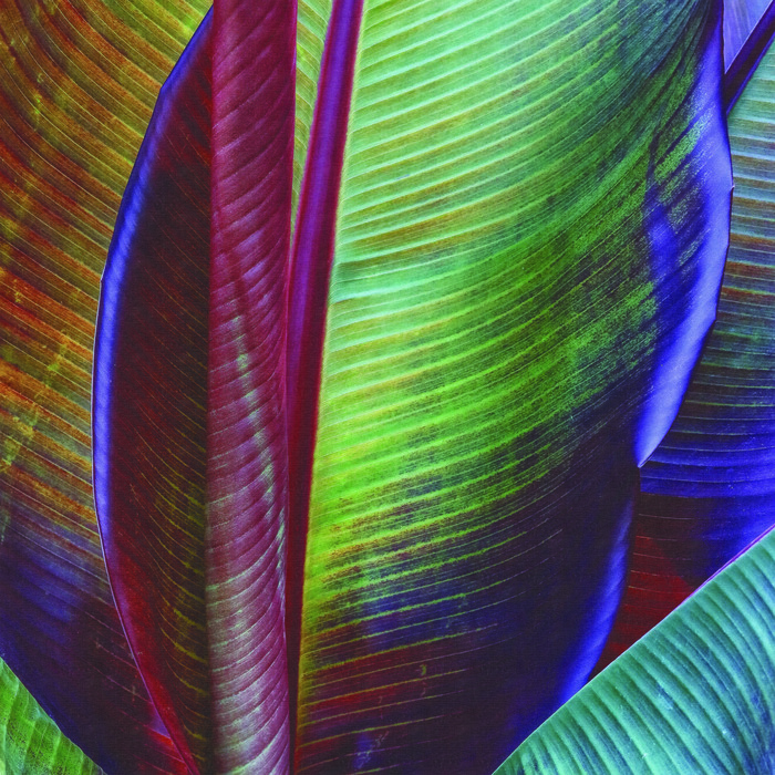 Fototapete Quadratisch Bananenblatt Von François Casanova