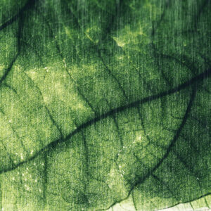 Leinwandbild Abstrakte Blattstruktur