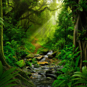 Leinwandbild 3D-Regenwald