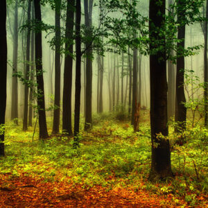 Leinwandbild 3D-Waldlandschaft