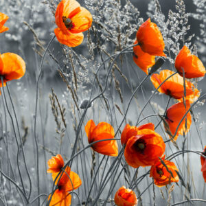 Leinwandbild Schöne Wiesenmohnblumen