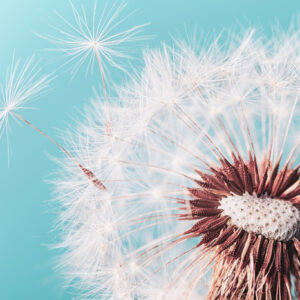 Leinwandbild Schöne Pusteblume